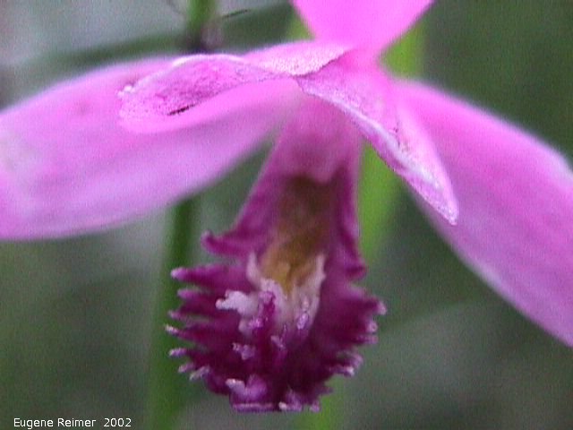 IMG 2002-Jul09 at PTH15 east of Anola:  Rose pogonia (Pogonia ophioglossoides) closeup