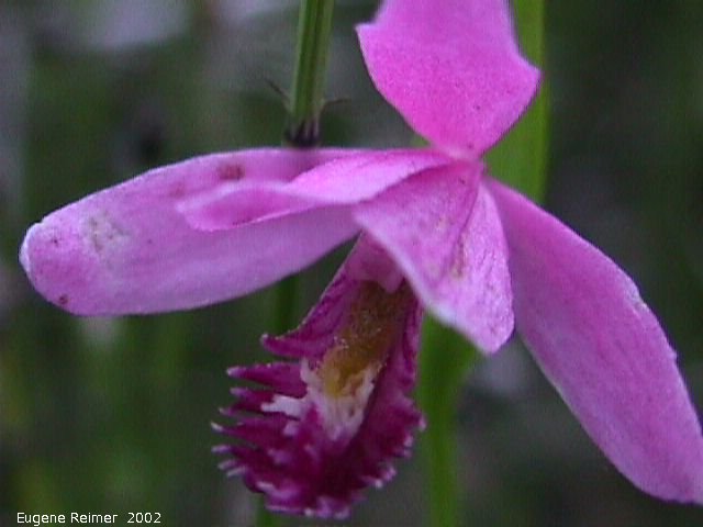 IMG 2002-Jul09 at PTH15 east of Anola:  Rose pogonia (Pogonia ophioglossoides)