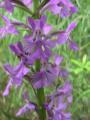 Small purple fringed-orchid: flowers