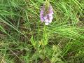 Small purple fringed-orchid: plant(overexposed)