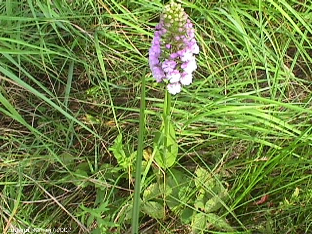 IMG 2002-Jul16 at BuffaloPoint:  Small purple fringed-orchid (Platanthera psycodes) plant (overexposed)