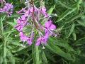 Fireweed: plant