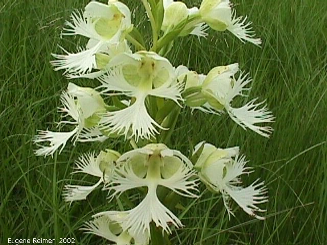 IMG 2002-Jul16 at Tolstoi TGPP:  Western prairie fringed-orchid (Platanthera praeclara) flowers