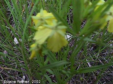 IMG 2002-Jul16 at Tolstoi TGPP:  Prairie loosestrife (Lysimachia quadriflora) (bad-focus)