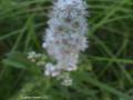 Meadowsweet=Spiraea alba: (bad-focus)