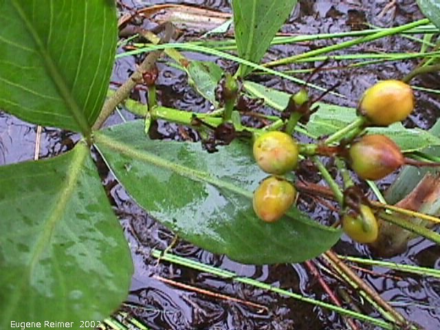 IMG 2002-Jul20 at GullLakeWetlands:  Buck-bean=Bog bean (Menyanthes trifoliata) fruit and leaves
