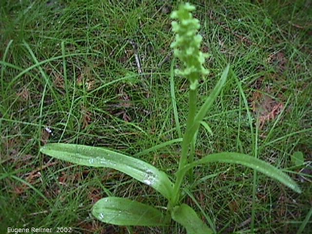 IMG 2002-Jul20 at GullLakeWetlands:  Green bog-orchid (Platanthera hyperborea/aquilonis/huronensis)