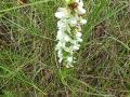 White bog-orchid?: