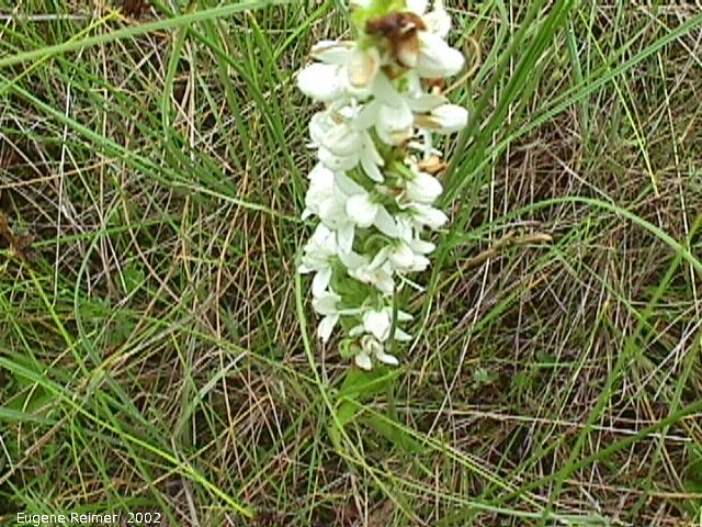 IMG 2002-Jul20 at GullLakeWetlands:  White bog-orchid (Platanthera dilatata var dilatata)?