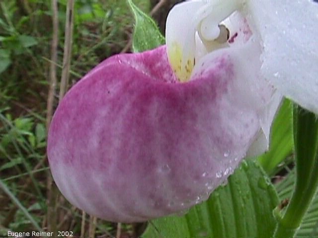 IMG 2002-Jul20 at GullLakeWetlands:  Showy ladyslipper (Cypripedium reginae) flower