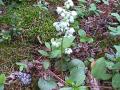 Greenish-white wintergreen=Pyrola chlorantha: