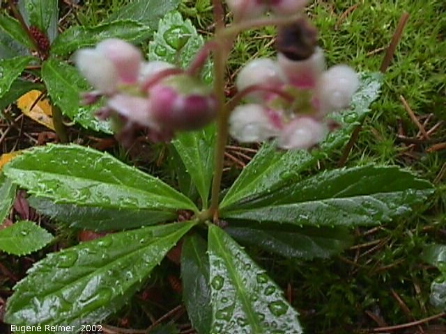 IMG 2002-Jul20 at BelairPF:  Pipsissewa=Princes-pine wintergreen (Chimaphila umbellata)