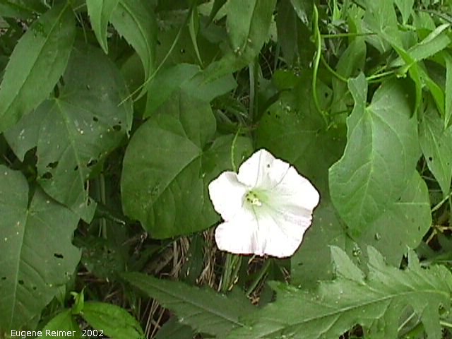 IMG 2002-Jul20 at near Beaconia:  Wild morning-glory (Calystegia sepium)