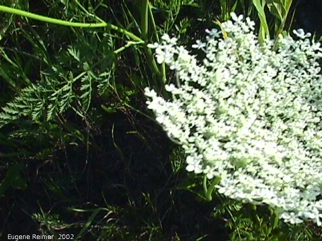 IMG 2002-Jul25 at southeast Winnipeg:  Queen-Annes-lace (Daucus carota) foliage
