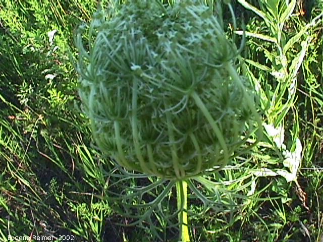 IMG 2002-Jul25 at southeast Winnipeg:  Queen-Annes-lace (Daucus carota) seeds