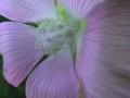Purple mallow=Malva sylvestris: closeup