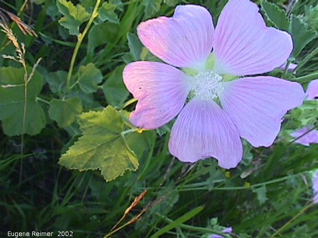 IMG 2002-Jul25 at southeast Winnipeg:  Purple mallow (Malva sylvestris) flower