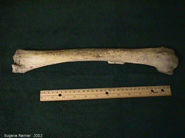 IMG 2002-Jul23 at Ames house:&nbsp; bone lengthwise