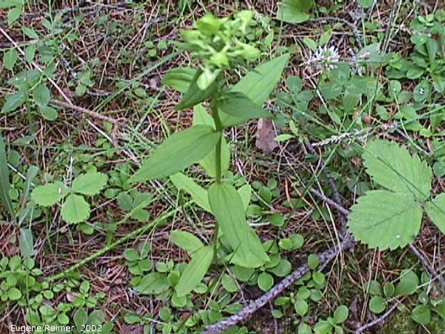 IMG 2002-Jul29 at near FalconLake:  Spurred gentian (Halenia deflexa)