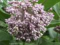 Showy milkweed: closeup