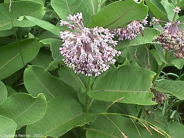 IMG 2002-Jul29 at near FalconLake:  Common milkweed (Asclepias syriaca) plant