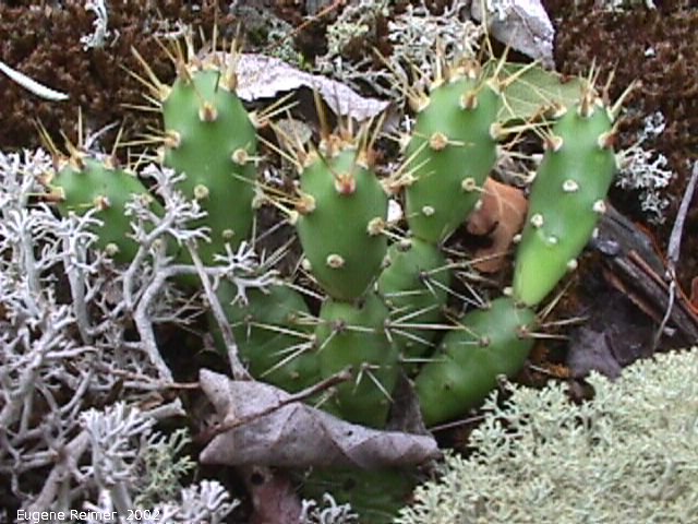 IMG 2002-Jul29 at near FalconLake:  Brittle prickly-pear-cactus (Opuntia fragilis)