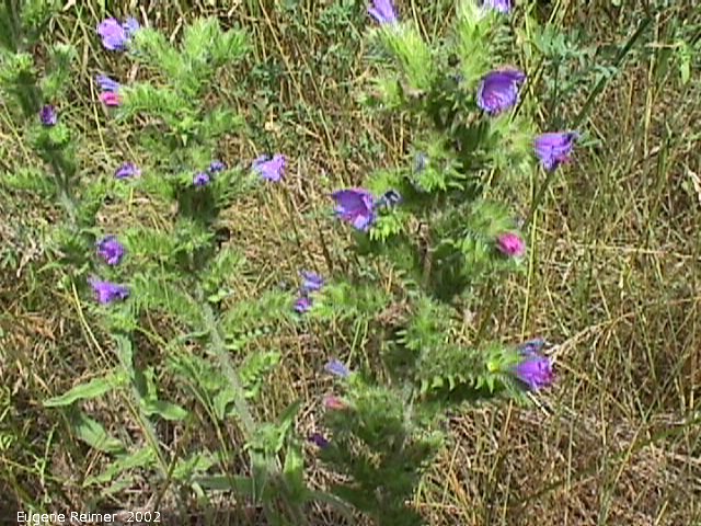 IMG 2002-Jul29 at near FalconLake:  Vipers bugloss (Echium vulgare)