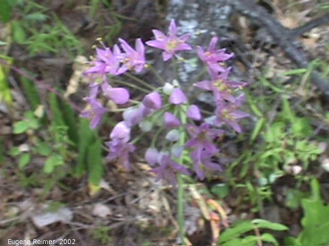 IMG 2002-Jul29 at near FalconLake:&nbsp; Pink-flowered onion (Allium stellatum)