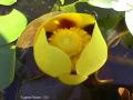 Yellow pond-lily: