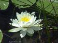 White water-lily: flower