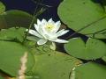 White water-lily: plant
