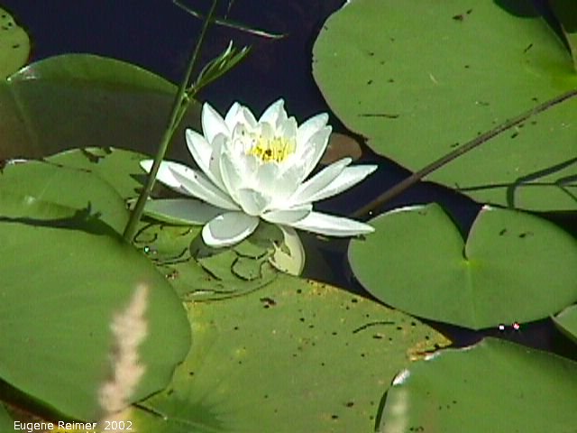 IMG 2002-Jul29 at near FalconLake:  White water-lily (Nymphaea odorata) plant