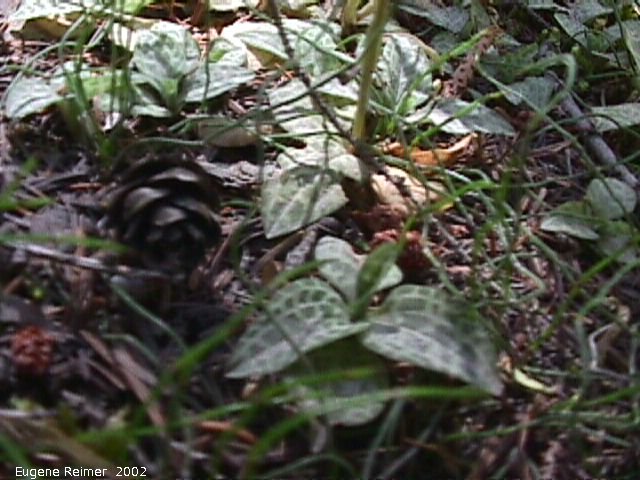 IMG 2002-Jul29 at near Wye:  Lesser rattlesnake-orchid (Goodyera repens) foliage