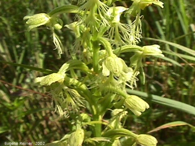 IMG 2002-Jul29 at near Whitemouth along MossSpurRoad:  Ragged fringed-orchid (Platanthera lacera) flowers