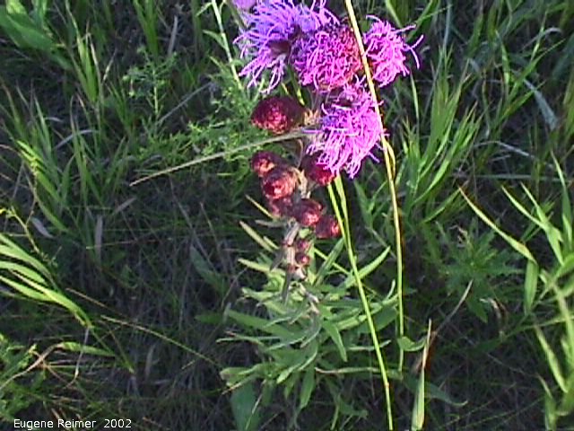IMG 2002-Aug09 at southeast Winnipeg:  Meadow blazing-star (Liatris ligulistylis) plant