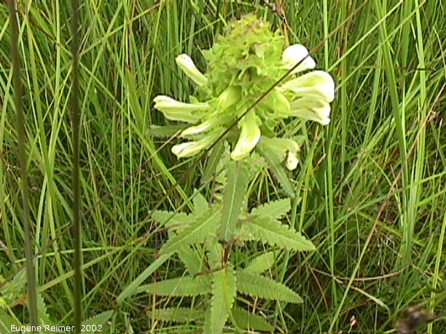 IMG 2002-Aug10 at Tolstoi TGPP:  Swamp lousewort (Pedicularis lanceolata)