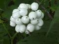 Baneberry-white: berries