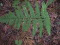 Dryopteris fern#1: