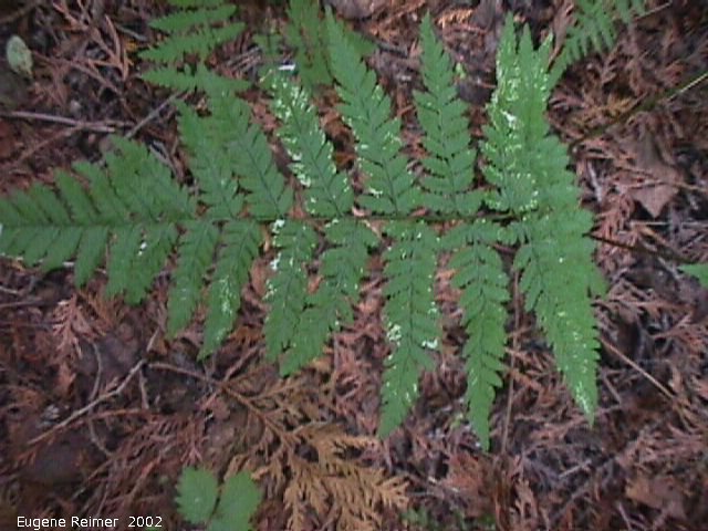 IMG 2002-Aug15 at Bedford:  Wood fern (Dryopteris sp) #1