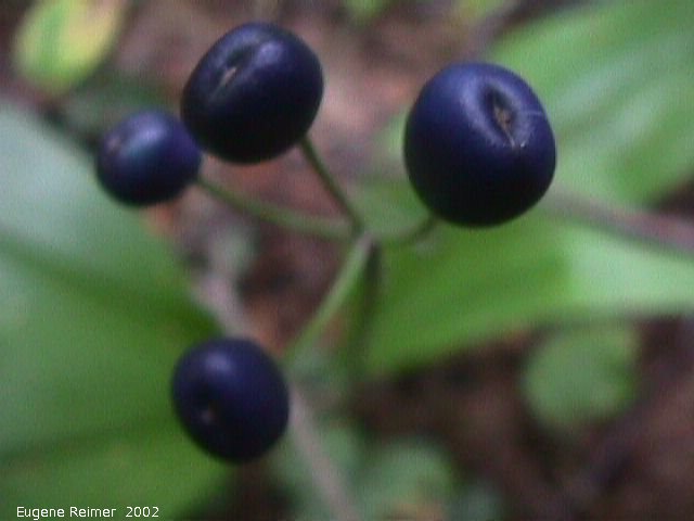 IMG 2002-Aug15 at Bedford:  Blue-bead lily (Clintonia borealis) fruit