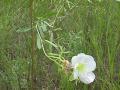 White evening-primrose: plant