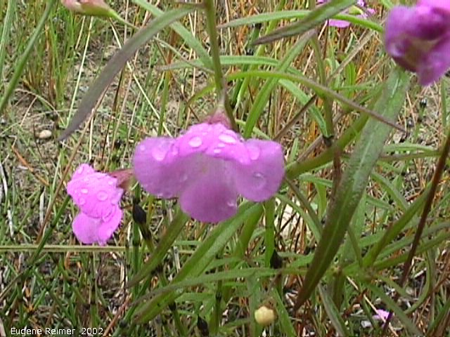 IMG 2002-Aug15 at Bedford:  Slenderleaved gerardia (Agalinis tenuifolia)