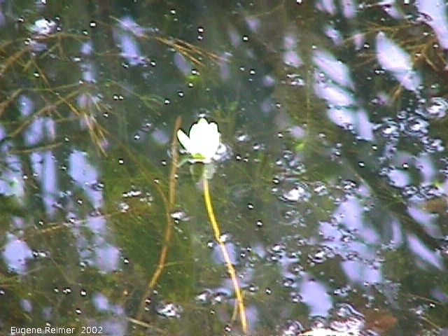 IMG 2002-Aug15 at Bedford:  Pygmy white water-lily (Nymphaea tetragona)