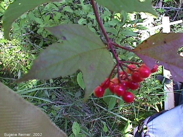 IMG 2002-Aug22 at NOCI SandilandsSelectiveCutting trip:  High-bush cranberry (Viburnum opulus) fruit