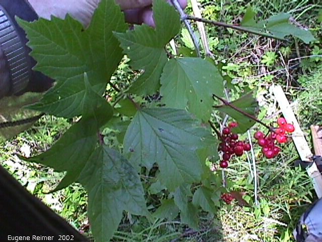 IMG 2002-Aug22 at NOCI SandilandsSelectiveCutting trip:  High-bush cranberry (Viburnum opulus) foliage