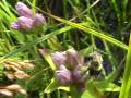 2002aug22 at NOCI SandilandsSelectiveCutting trip:  Bumblebee leaving-ClosedGentian-flower