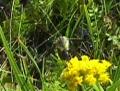 2002aug22 at NOCI SandilandsSelectiveCutting trip:  Hummingbird moth