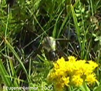 IMG 2002-Aug22 at NOCI SandilandsSelectiveCutting trip:  Hummingbird moth (Hemaris thysbe)