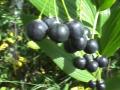 Solomons-seal: berries