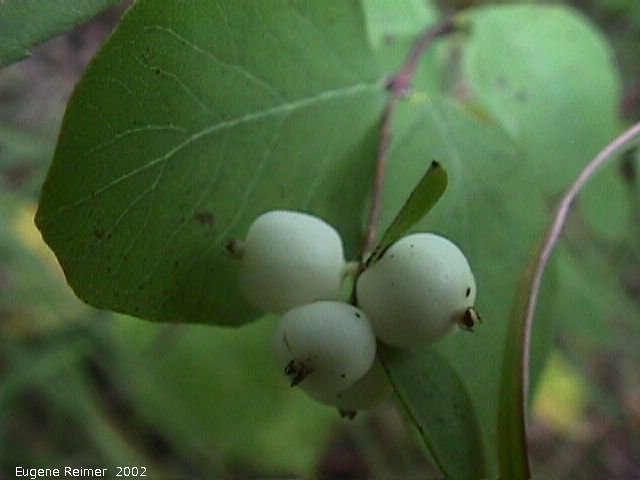 IMG 2002-Aug27 at BirdHillPark:  Common snowberry (Symphoricarpos albus)